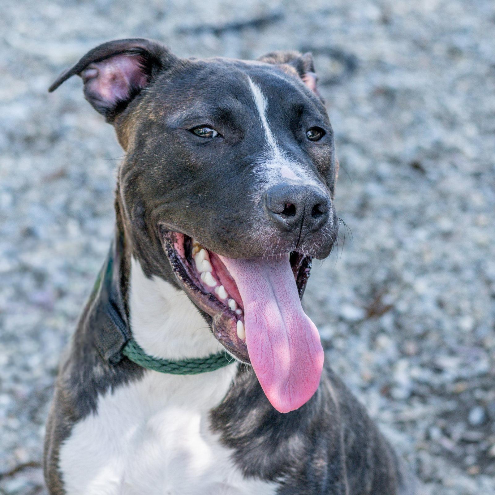 Enlarge Happy, a Adoptable mixed breed in Hilton Head Island, SC image 2/3