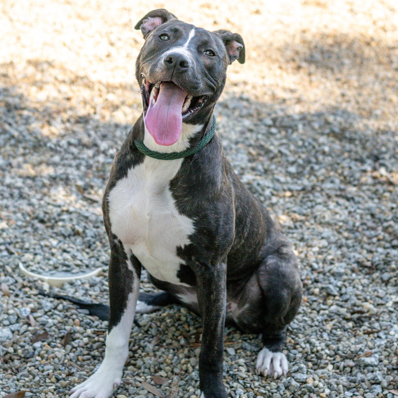 Enlarge Happy, a Adoptable mixed breed in Hilton Head Island, SC image 3/3