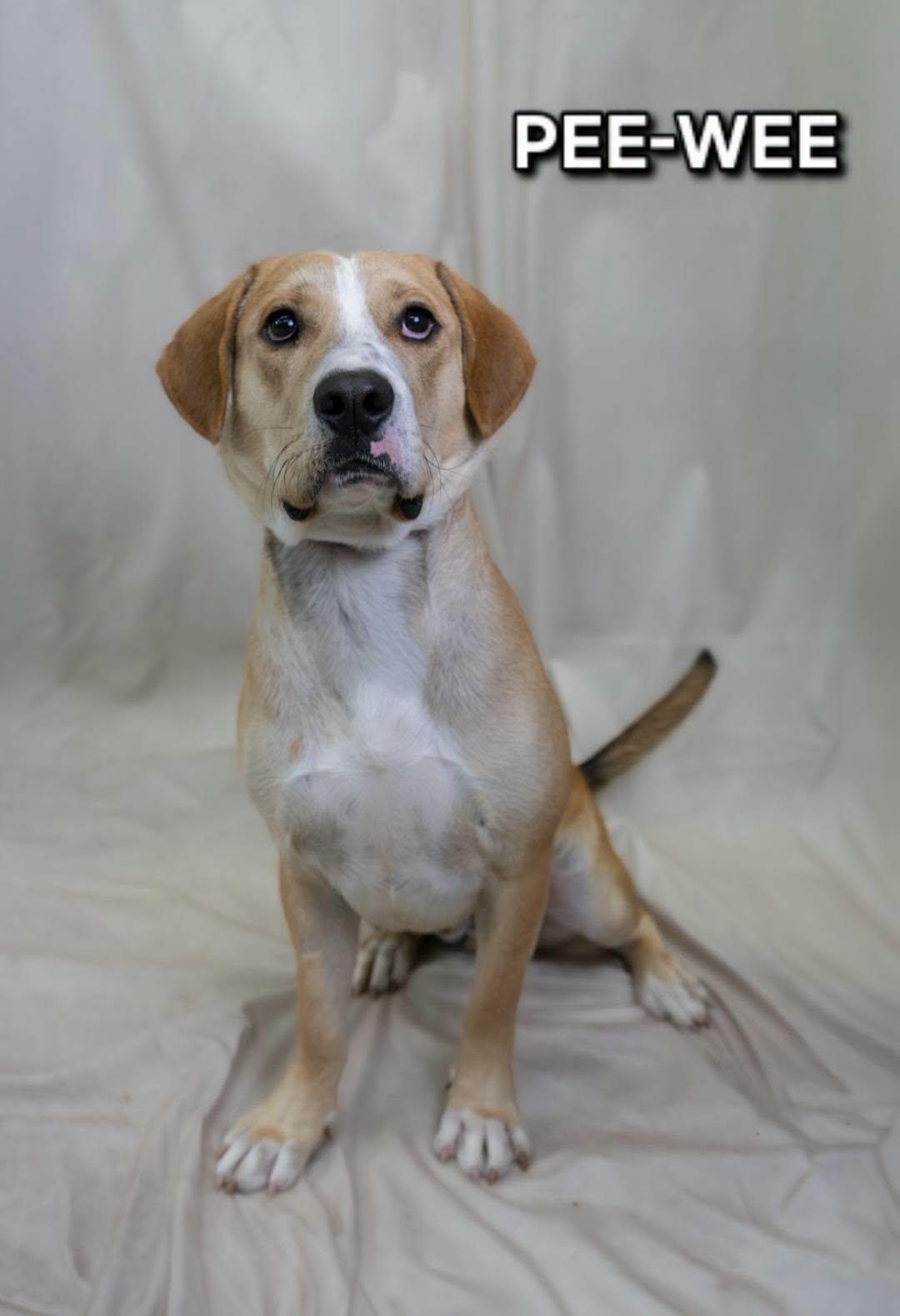 Pee-Wee, Adoptable, Adult Male Mixed Breed.