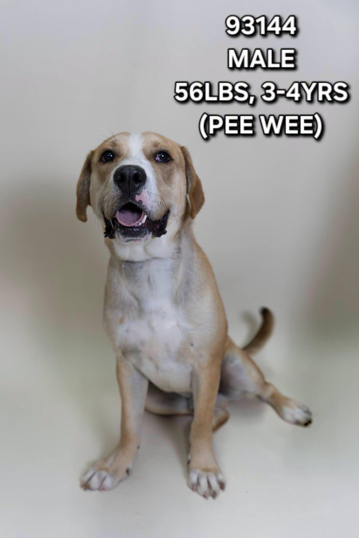 Enlarge Pee-Wee, a Adoptable mixed breed in Tucson, AZ image 2/2