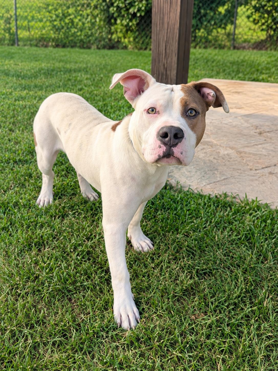 Wayne, ADOPTABLE, Adult Male American Bulldog.