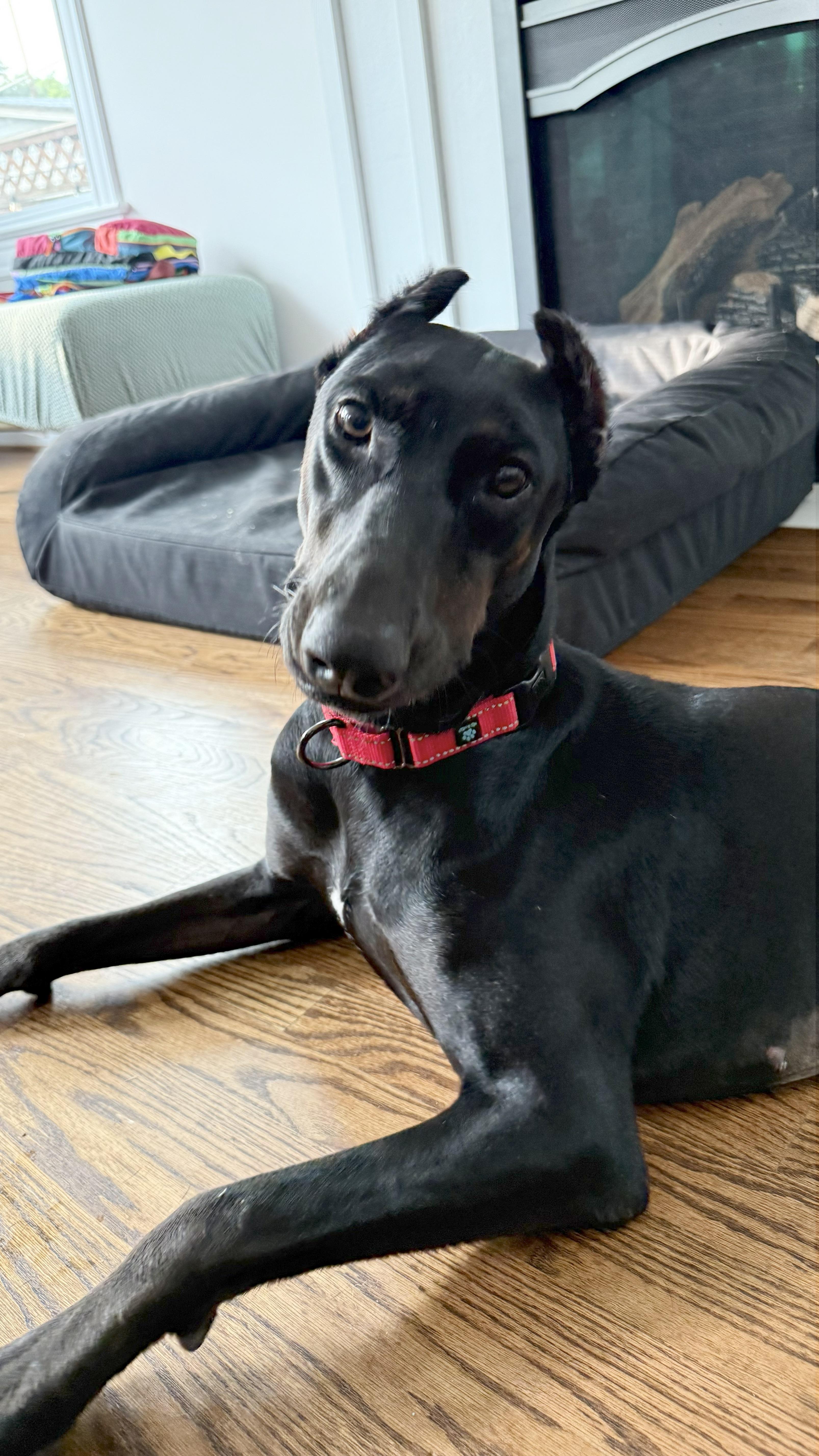 Matrix, Adopted, Adult Female Doberman Pinscher.