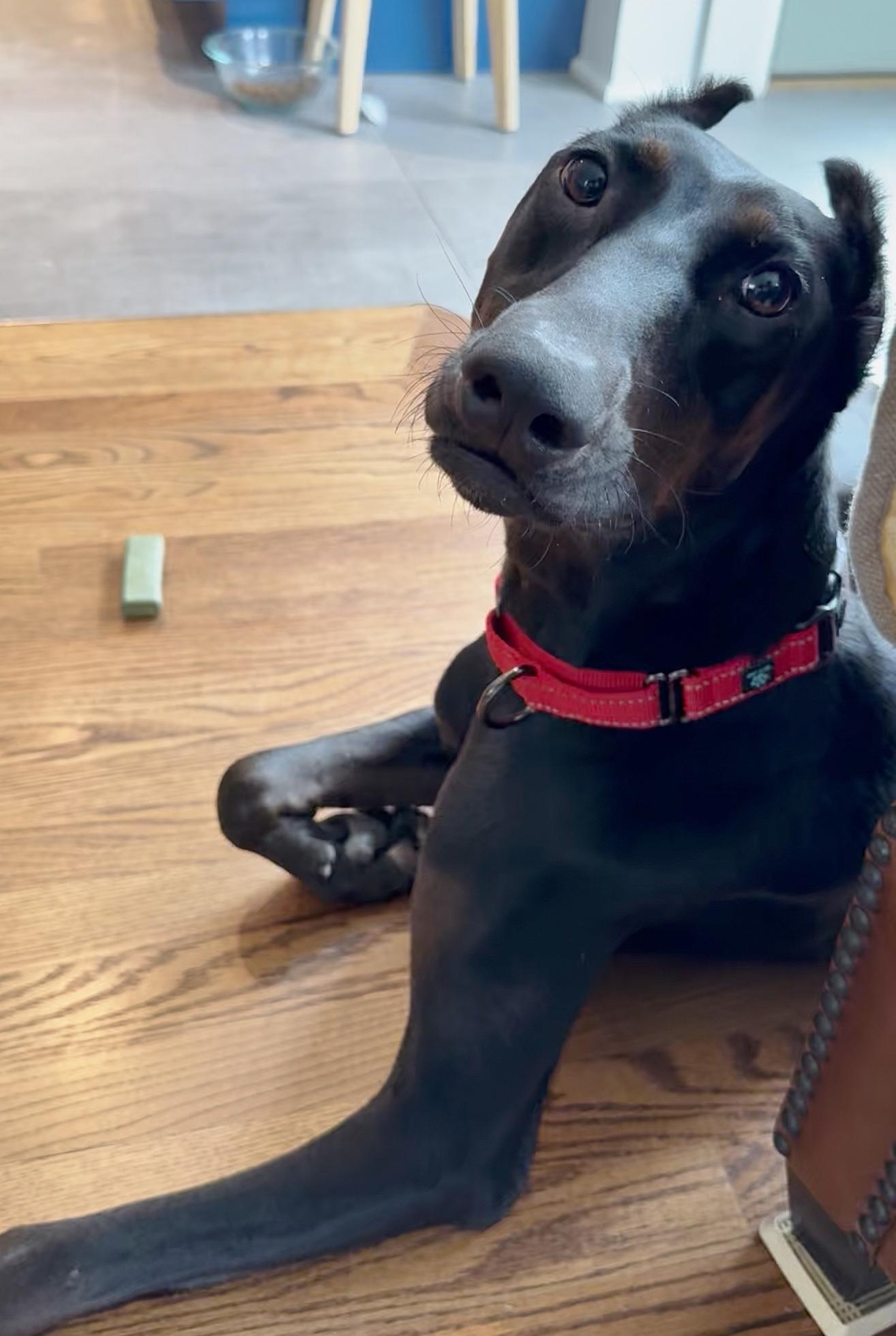 Matrix, a Adopted Doberman Pinscher in Arlington, VA image 2/6