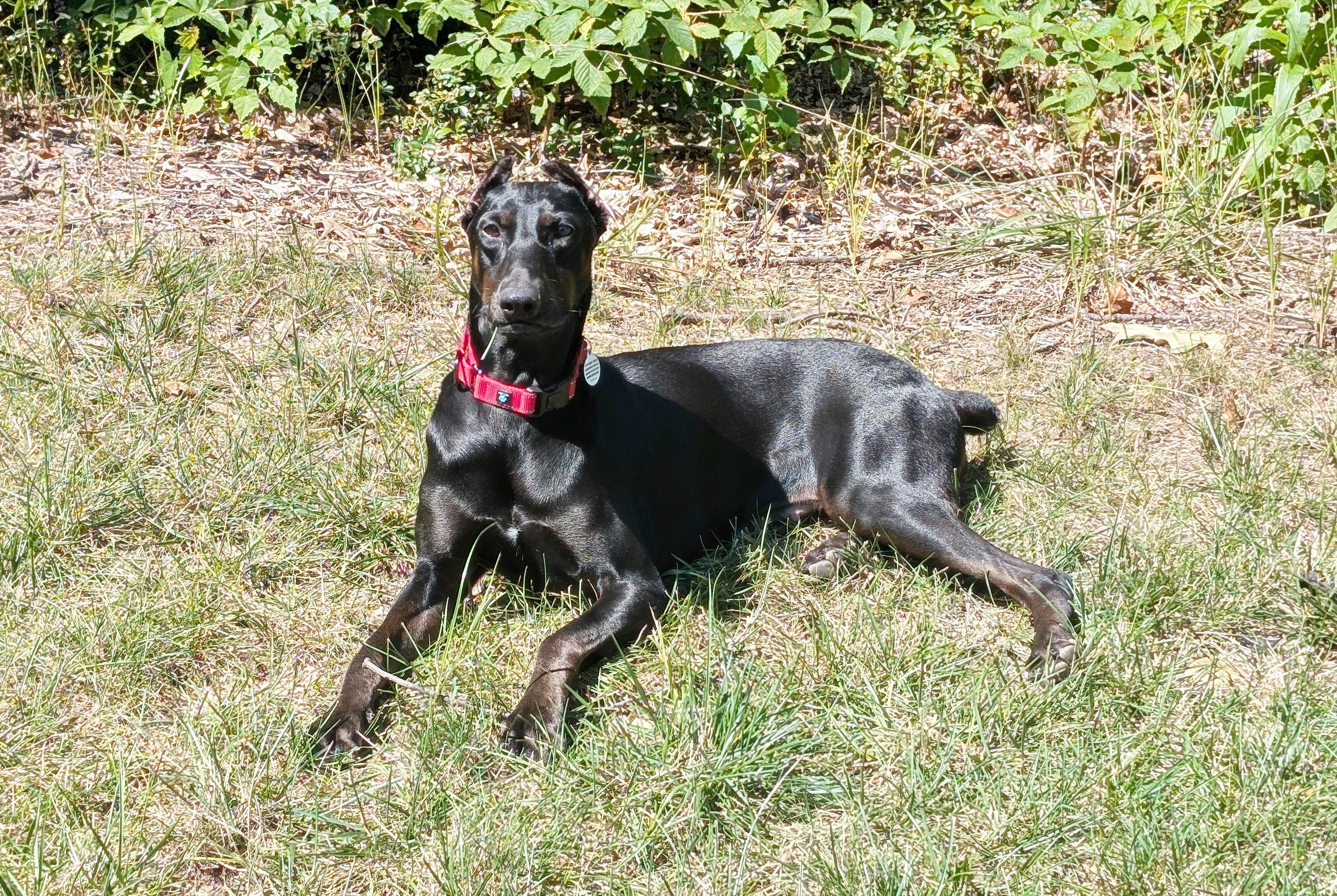Matrix, a Adopted Doberman Pinscher in Arlington, VA image 5/6