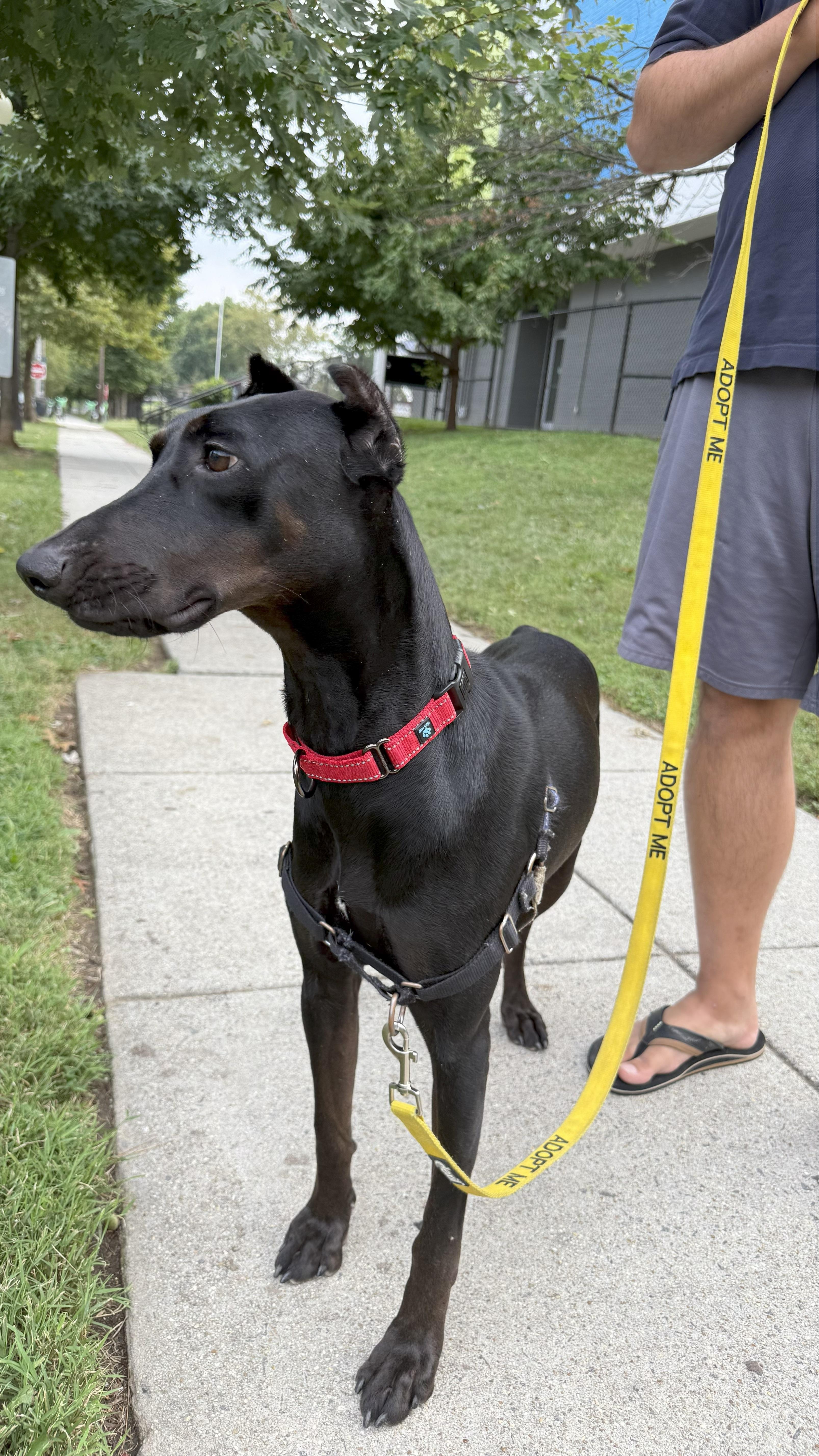 Matrix, a Adopted Doberman Pinscher in Arlington, VA image 6/6
