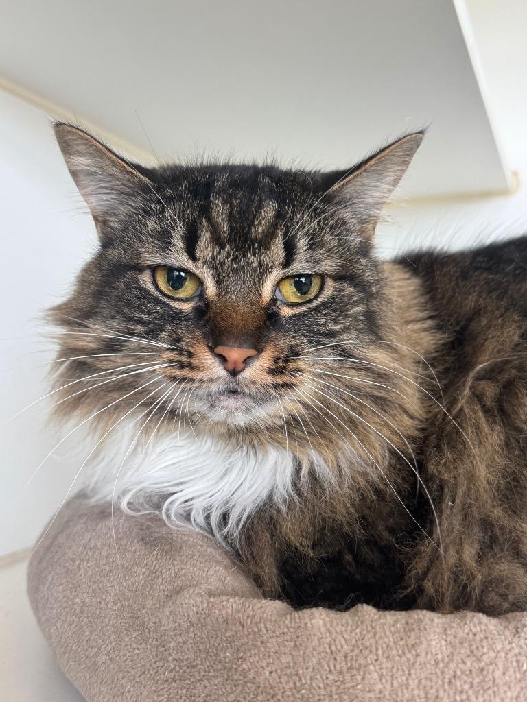 Precious, a Adoptable mixed breed in Newberg, OR image 1/2