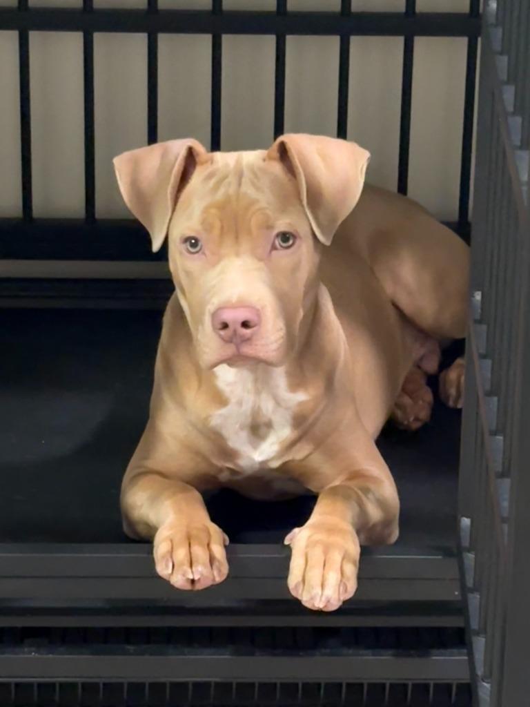 Stone ***Courtesy Listing***, a Adoptable mixed breed in Peru, NY image 3/3