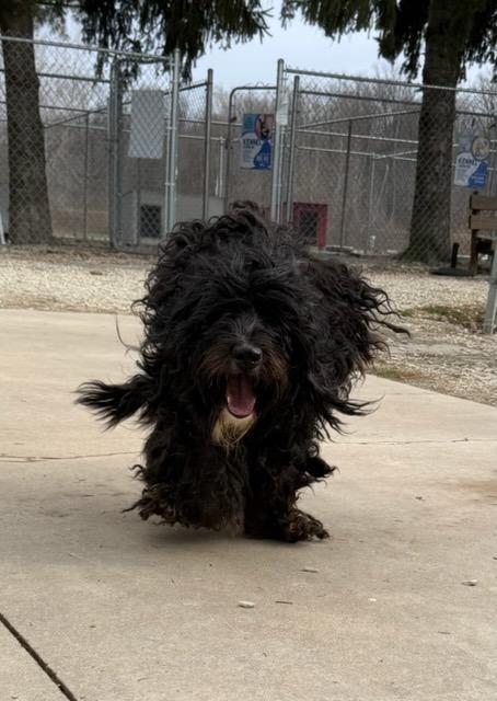 Princess, Adoptable, Adult Female Poodle & Mixed Breed.