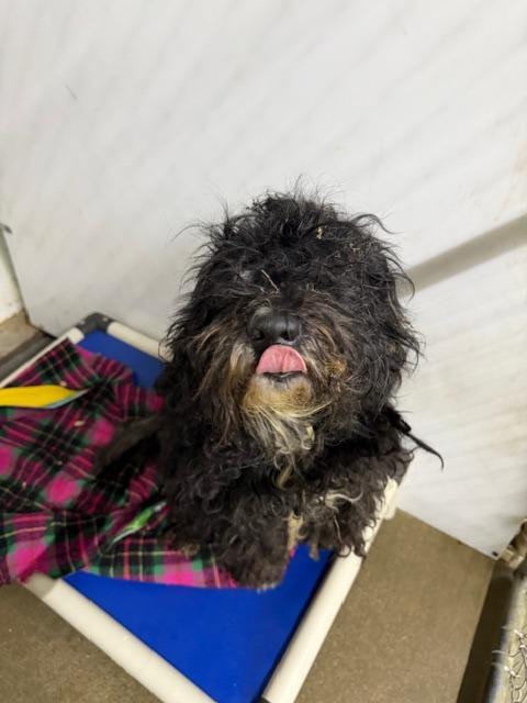 Enlarge Princess, a Adoptable mixed breed in Lagrange, IN image 2/2