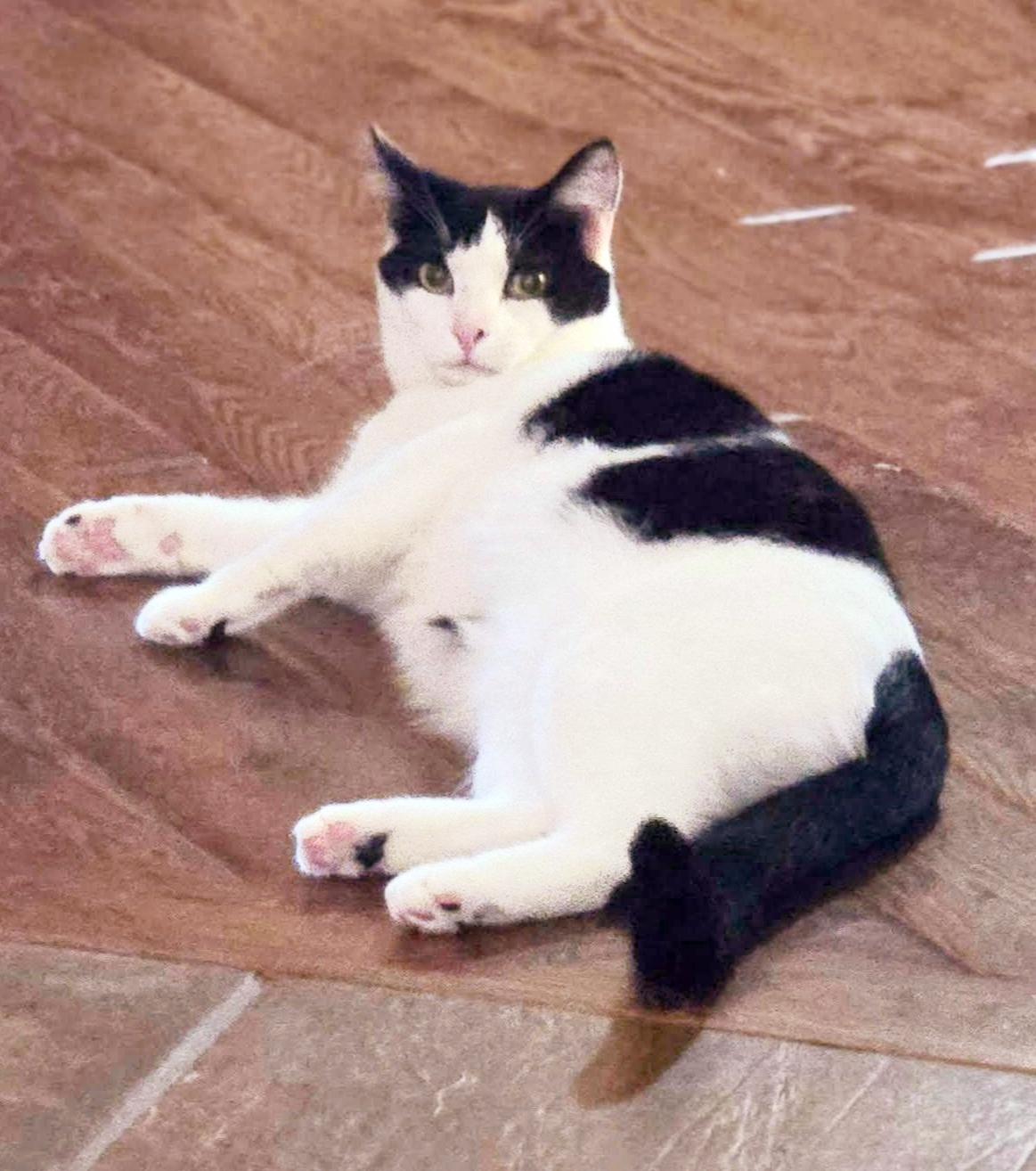 Mosaic, a Adoptable mixed breed in Buhl, ID image 1/5