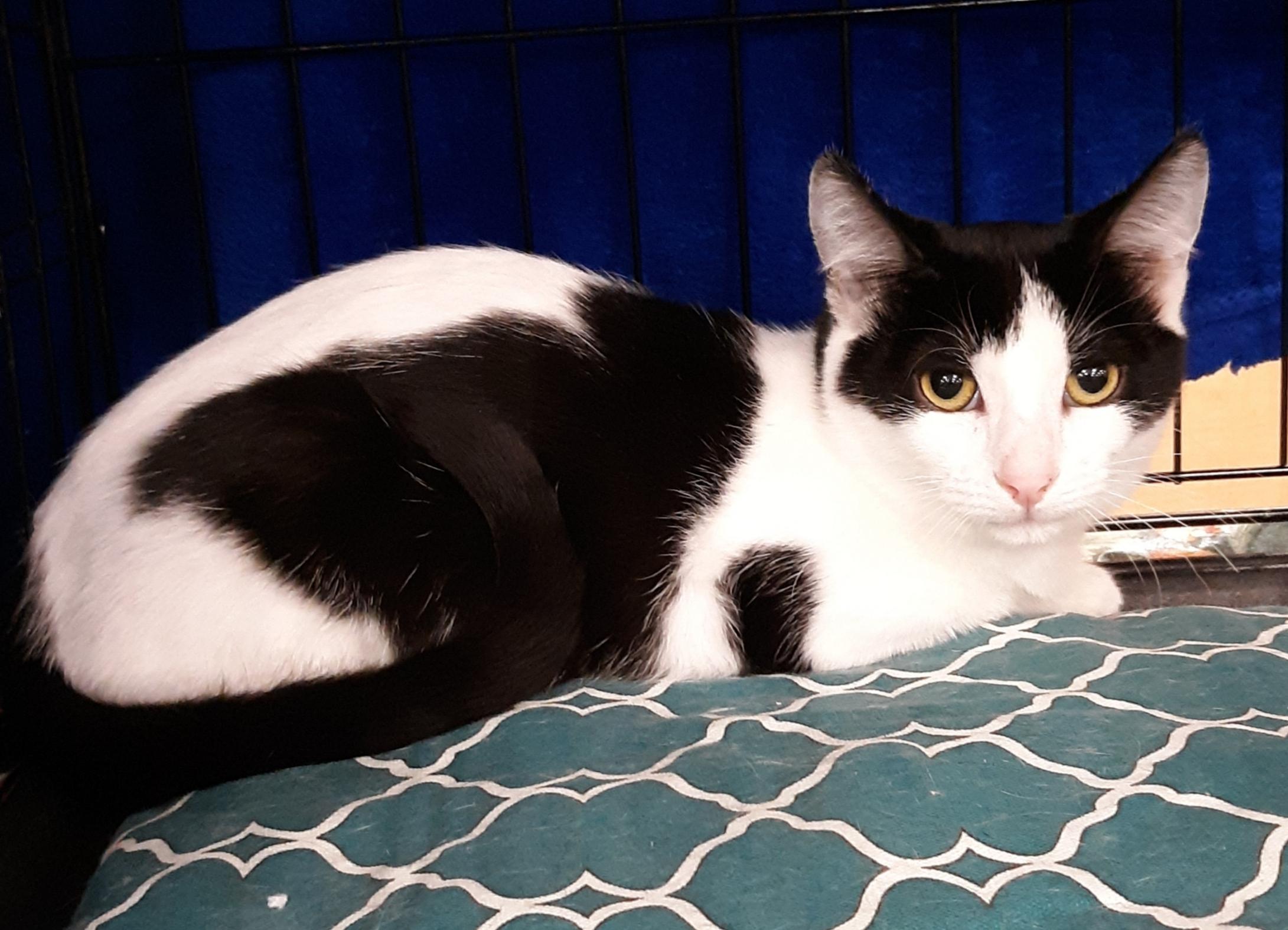 Mosaic, Adoptable, Young Female Domestic Short Hair.