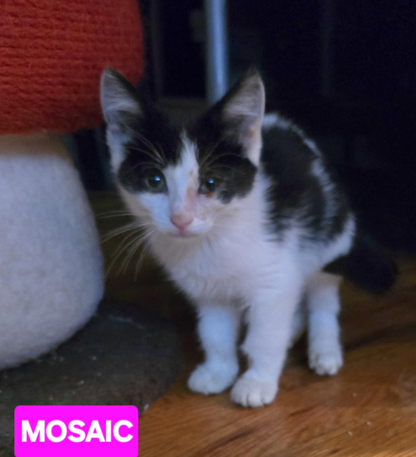 Enlarge Mosaic, a Adoptable mixed breed in Buhl, ID image 2/6