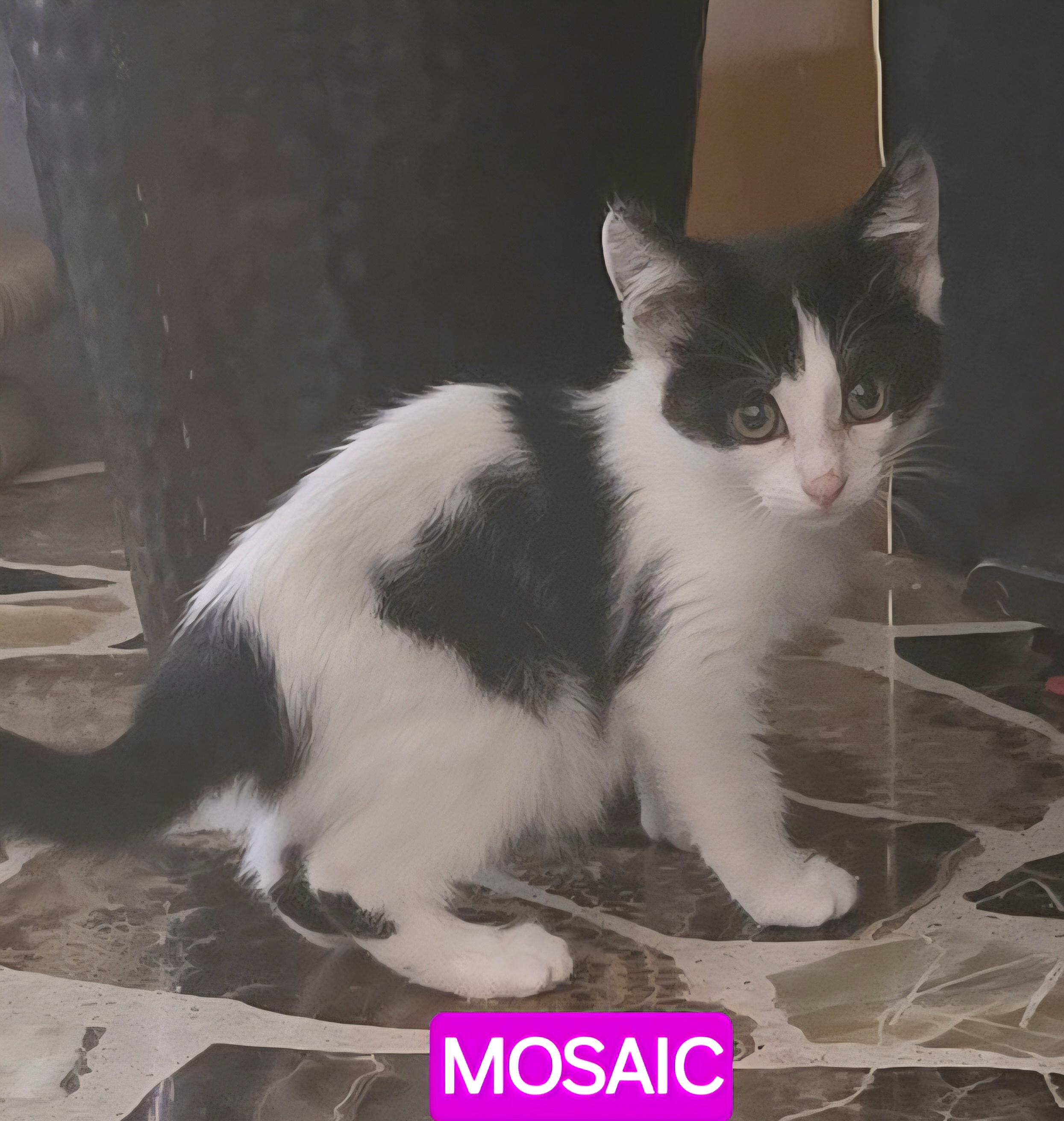 Enlarge Mosaic, a Adoptable mixed breed in Buhl, ID image 5/6