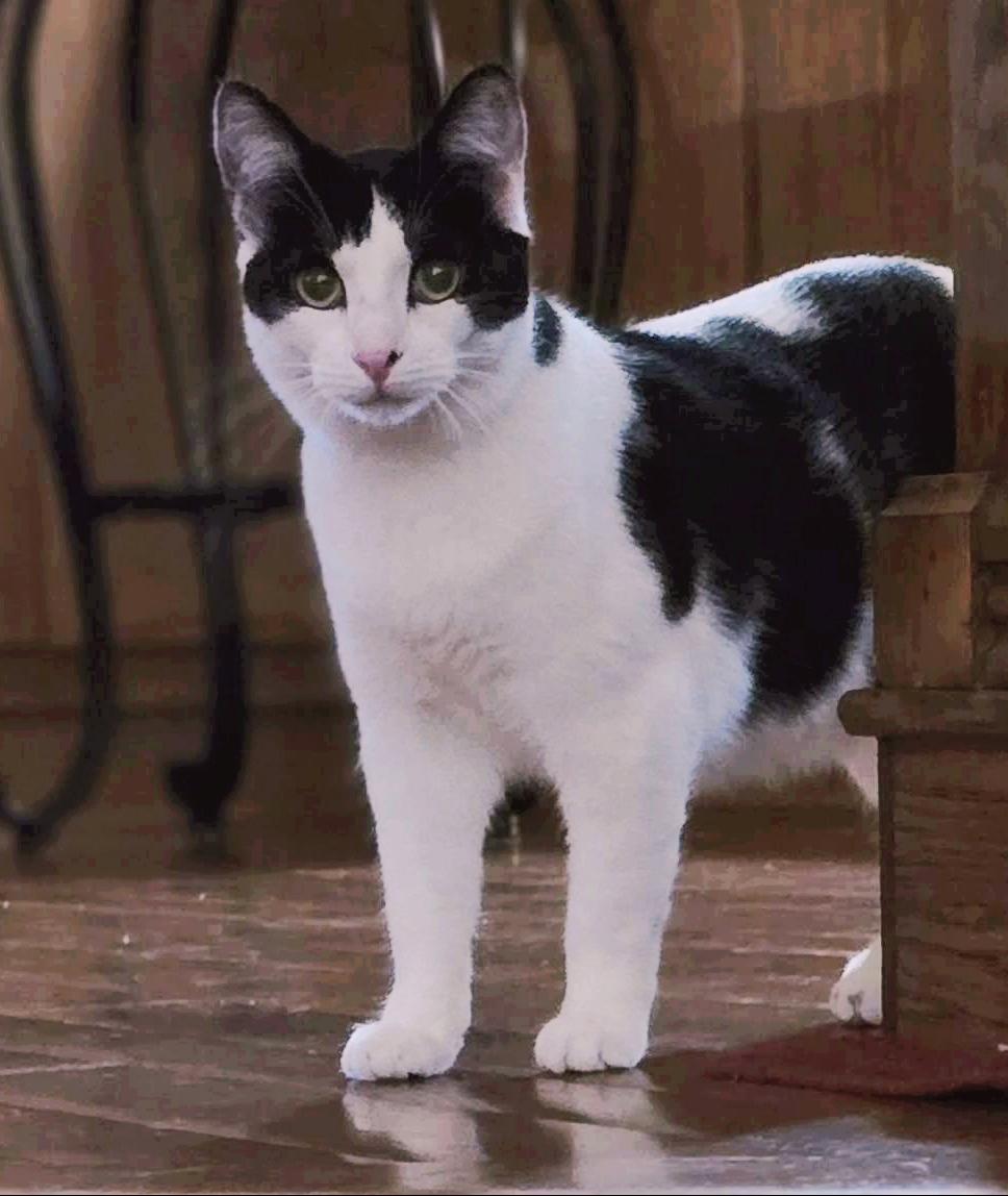 Mosaic, a Adoptable mixed breed in Buhl, ID image 4/5