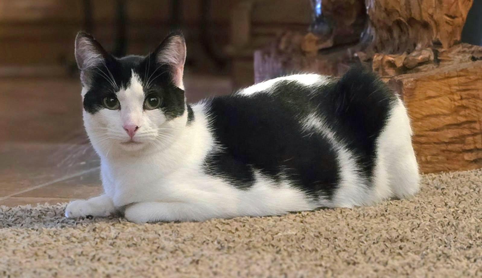 Mosaic, a Adoptable mixed breed in Buhl, ID image 5/5