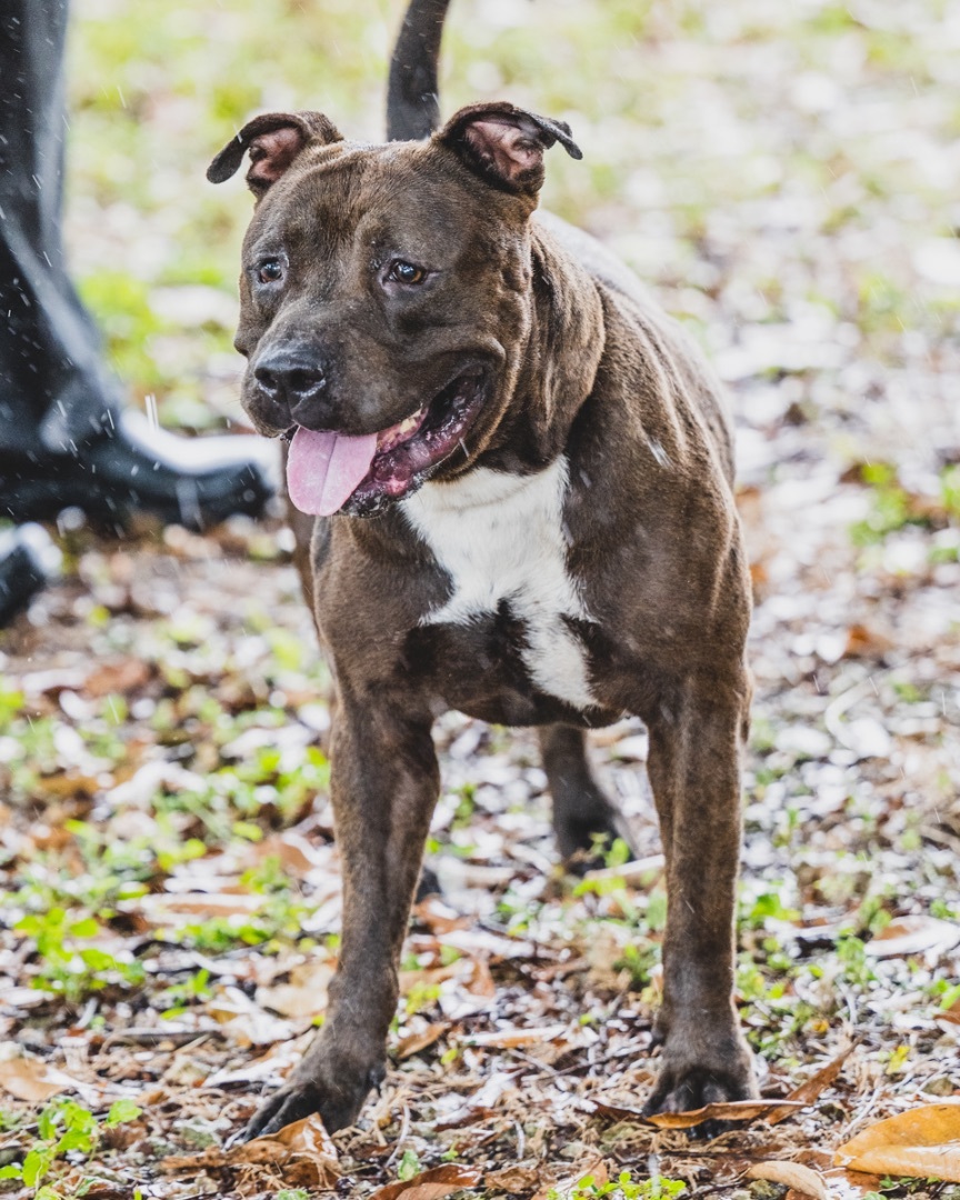 Clyde MDAS #A2248177, a Adopted mixed breed in Coral Gables, FL image 1/6