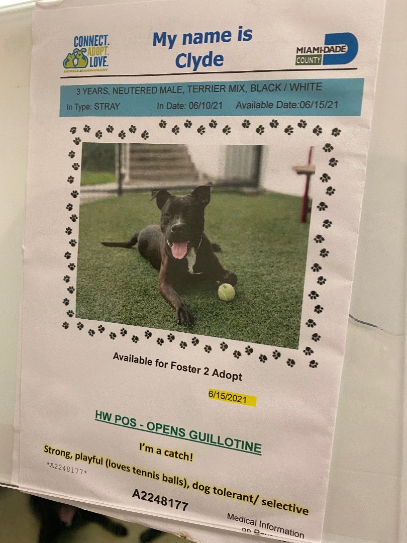 Clyde MDAS #A2248177, a Adopted mixed breed in Coral Gables, FL image 3/6