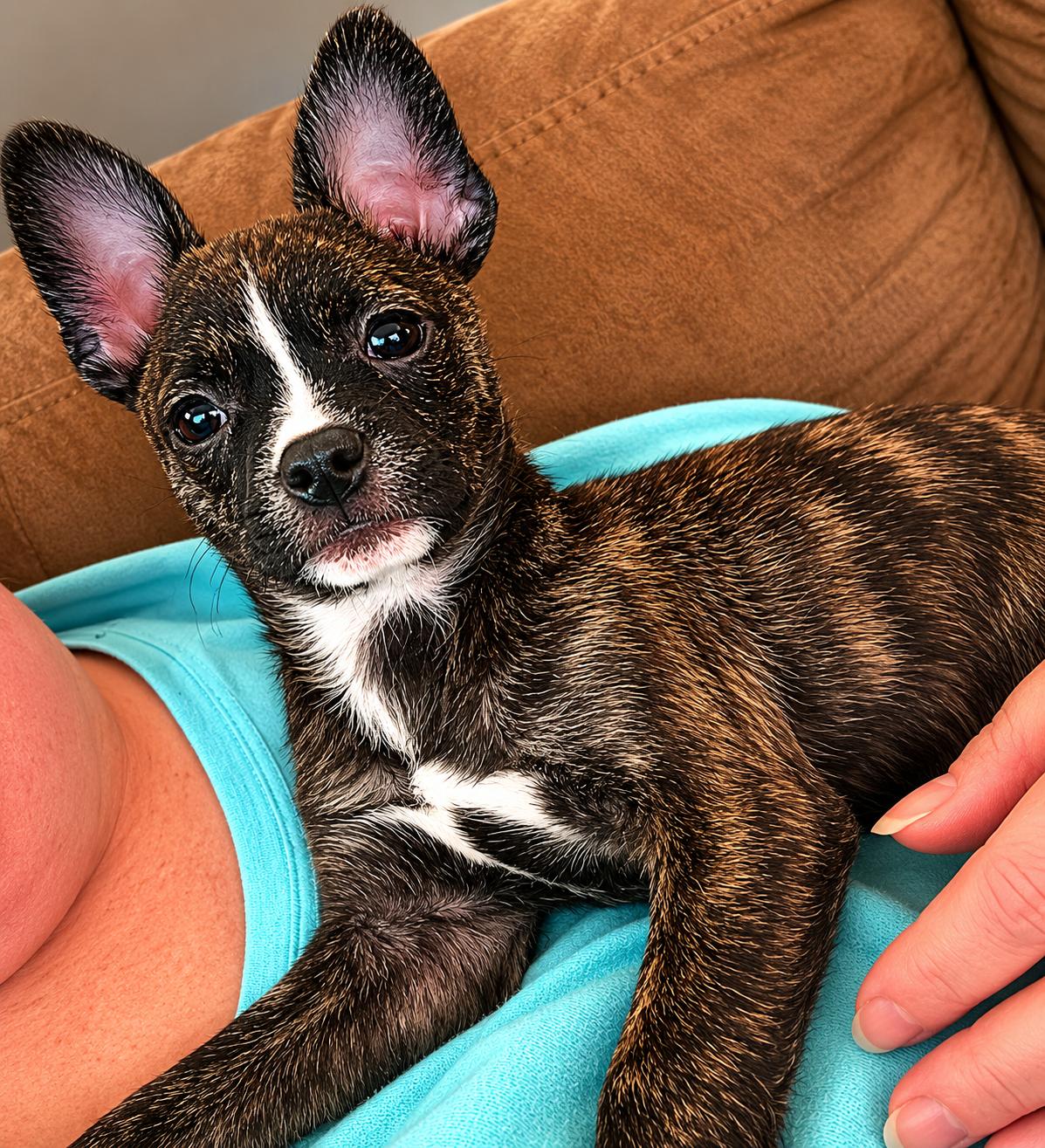 Shirley, ADOPTABLE, Puppy Female Mixed Breed.