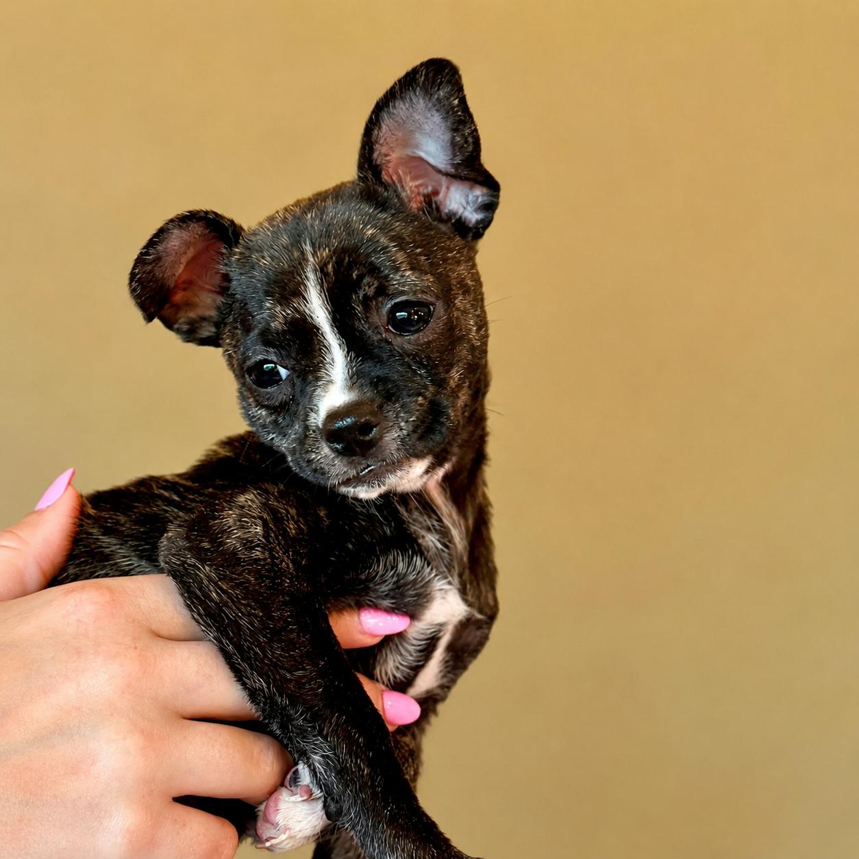 Shirley, a ADOPTABLE Mixed Breed in Kenosha, WI image 3/3