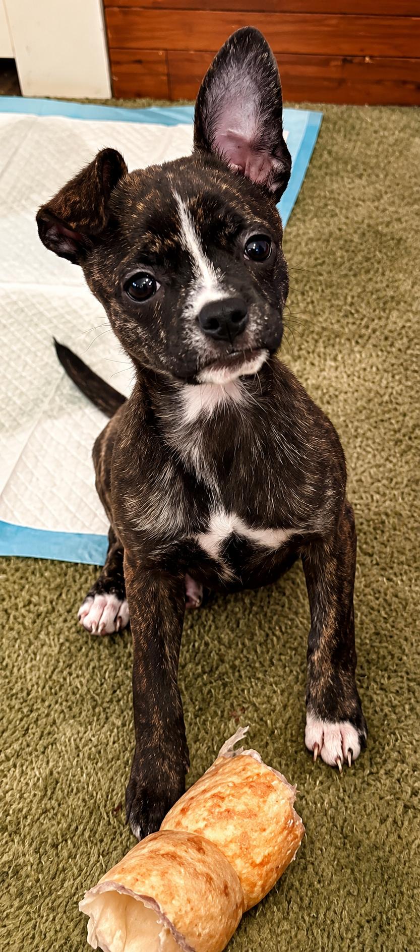 Shirley, a ADOPTABLE Mixed Breed in Kenosha, WI image 2/3