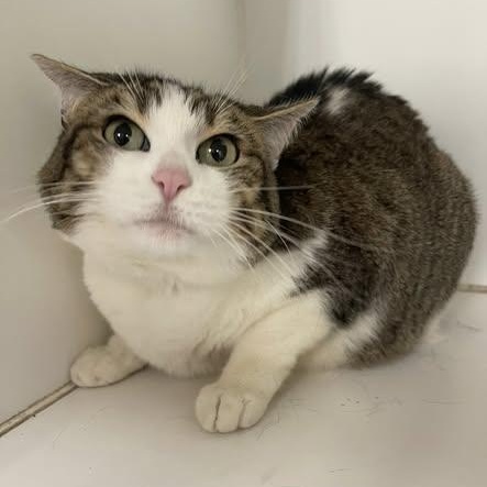 Enlarge Jasmine , an adopted mixed breed in North Kansas City, MO image 2/3