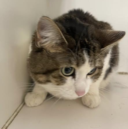 Jasmine , adopted, Adult Female Domestic Short Hair.