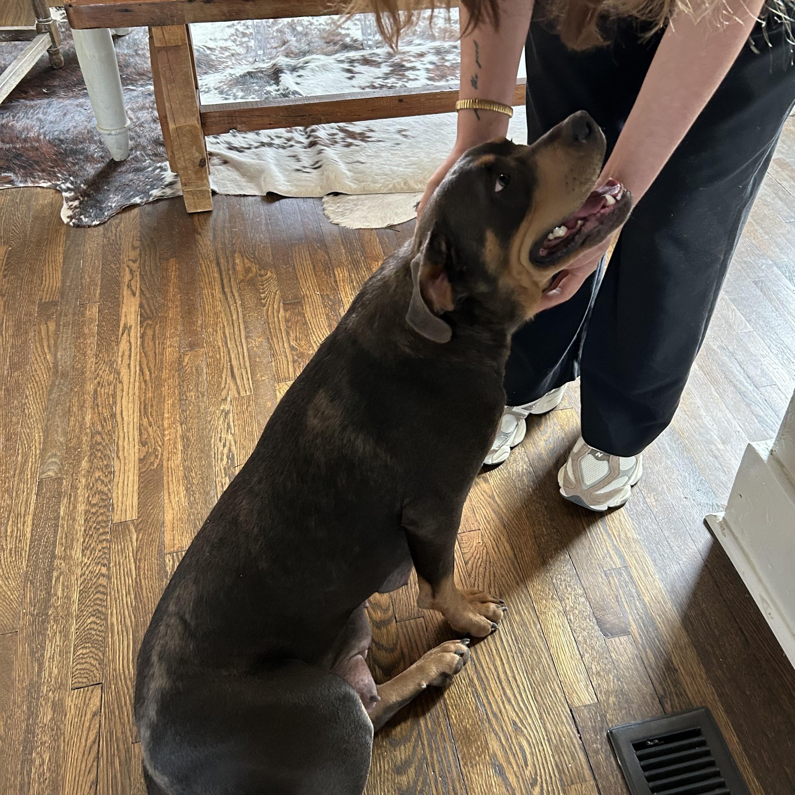 Enlarge Betty Boop, a ADOPTABLE mixed breed in Spring hill, TN image 5/6
