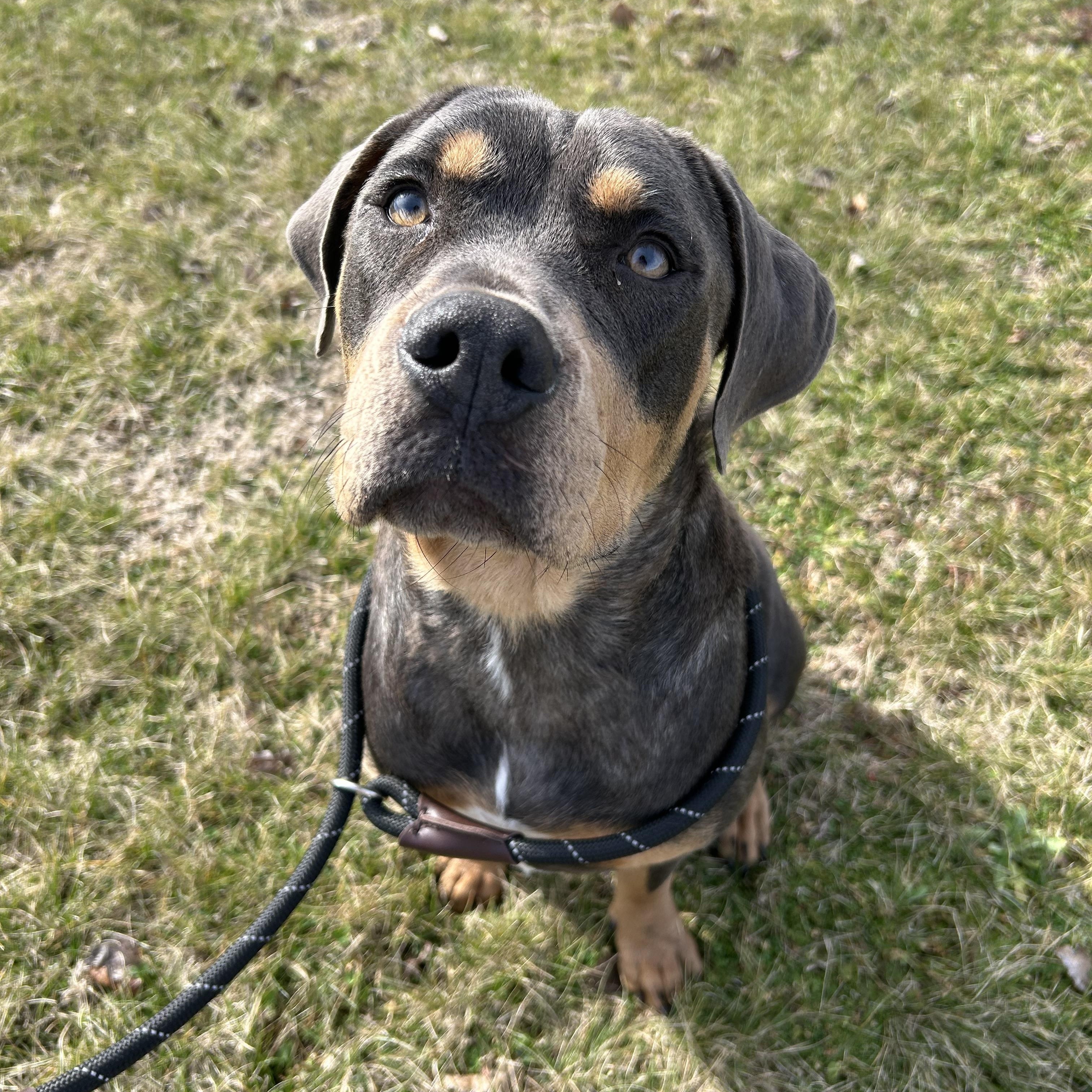 Betty Boop, ADOPTABLE, Adult Female Rottweiler.