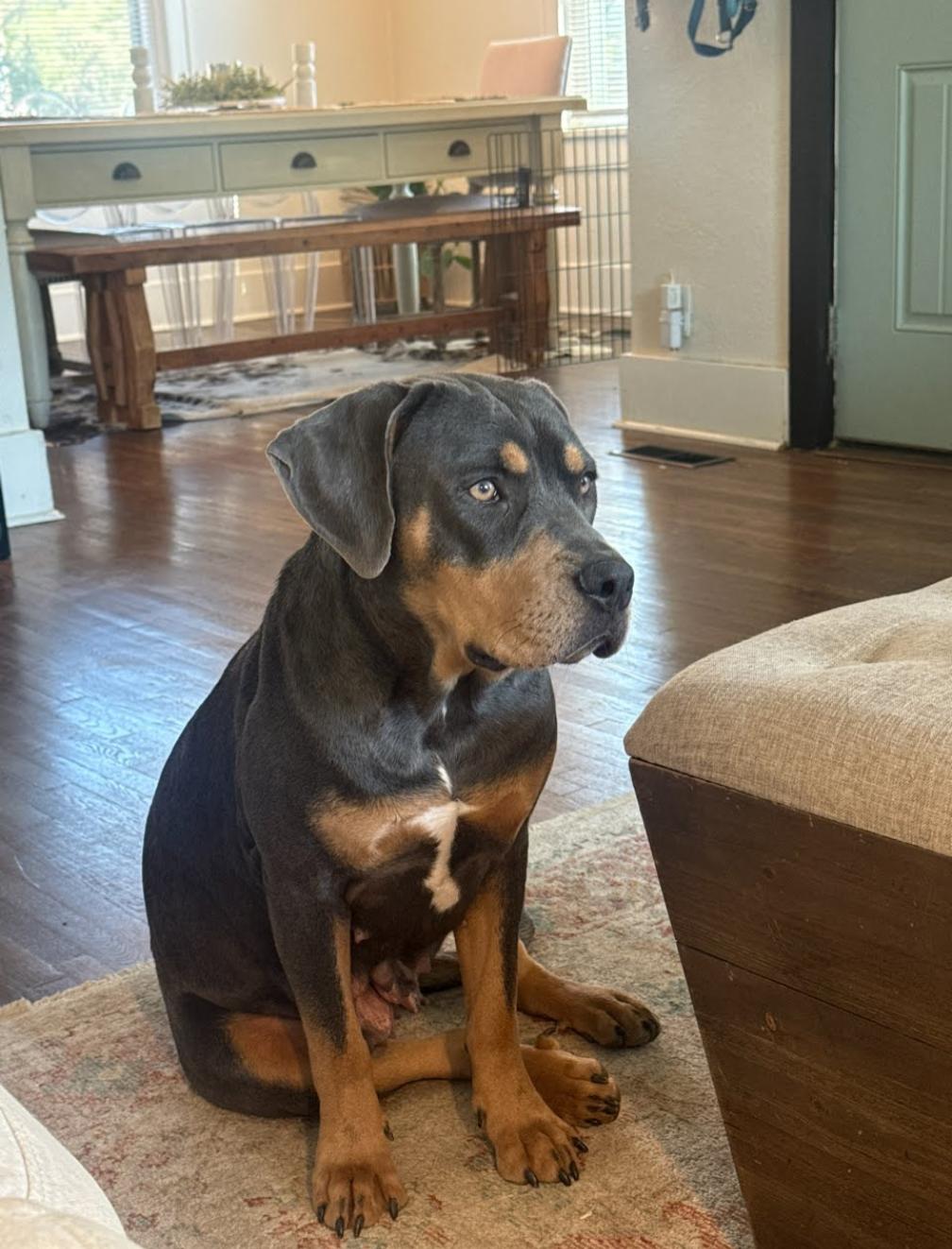 Betty Boop, ADOPTABLE, Adult Female Rottweiler & Mixed Breed.