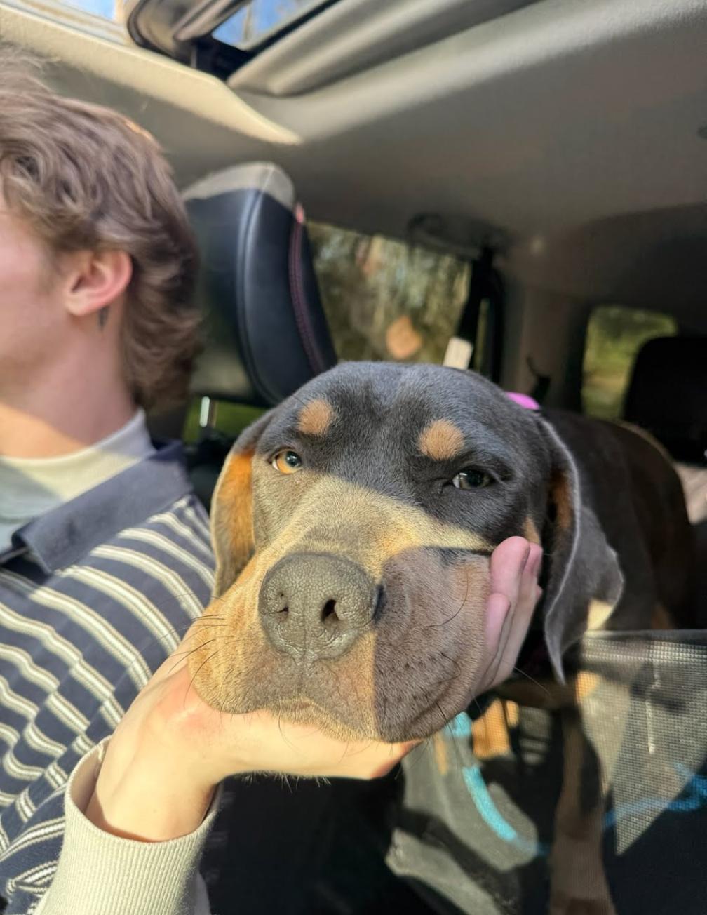 Enlarge Betty Boop, a ADOPTABLE mixed breed in Spring hill, TN image 6/6