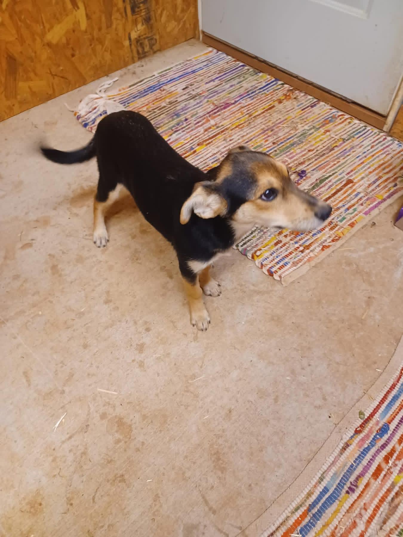 Hester, Adoptable, Puppy Female Hound.