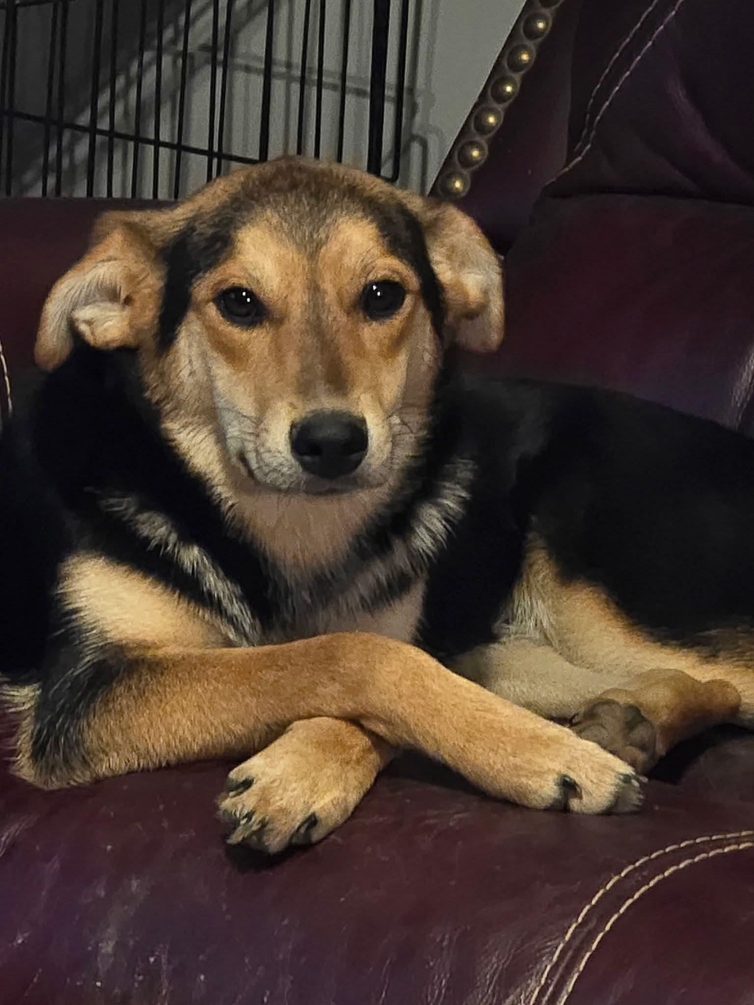 Enlarge Lindy , a other Hound in Shelbyville, TN image 2/5