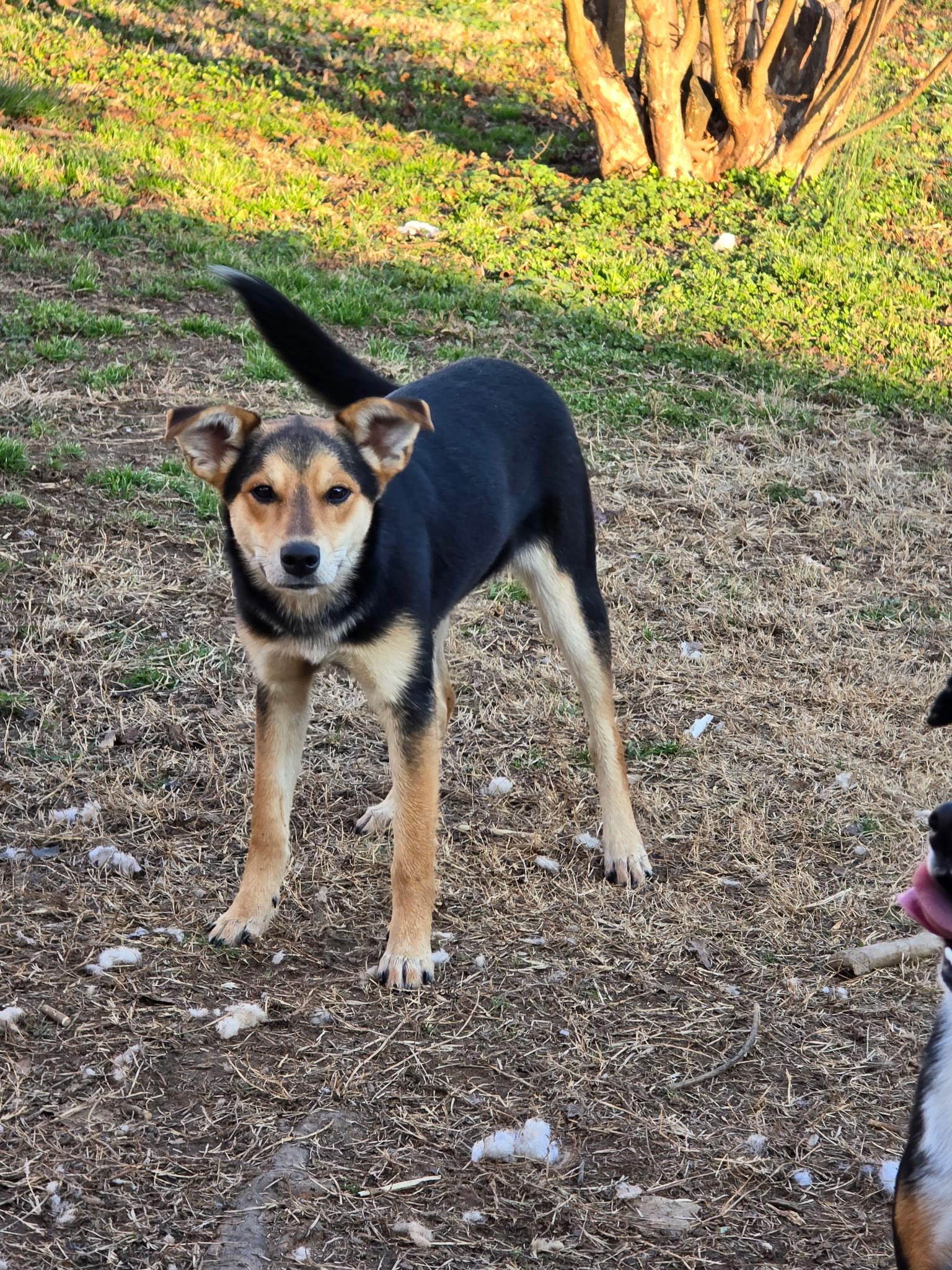 Lindy , Adoptable, Puppy Female Hound.