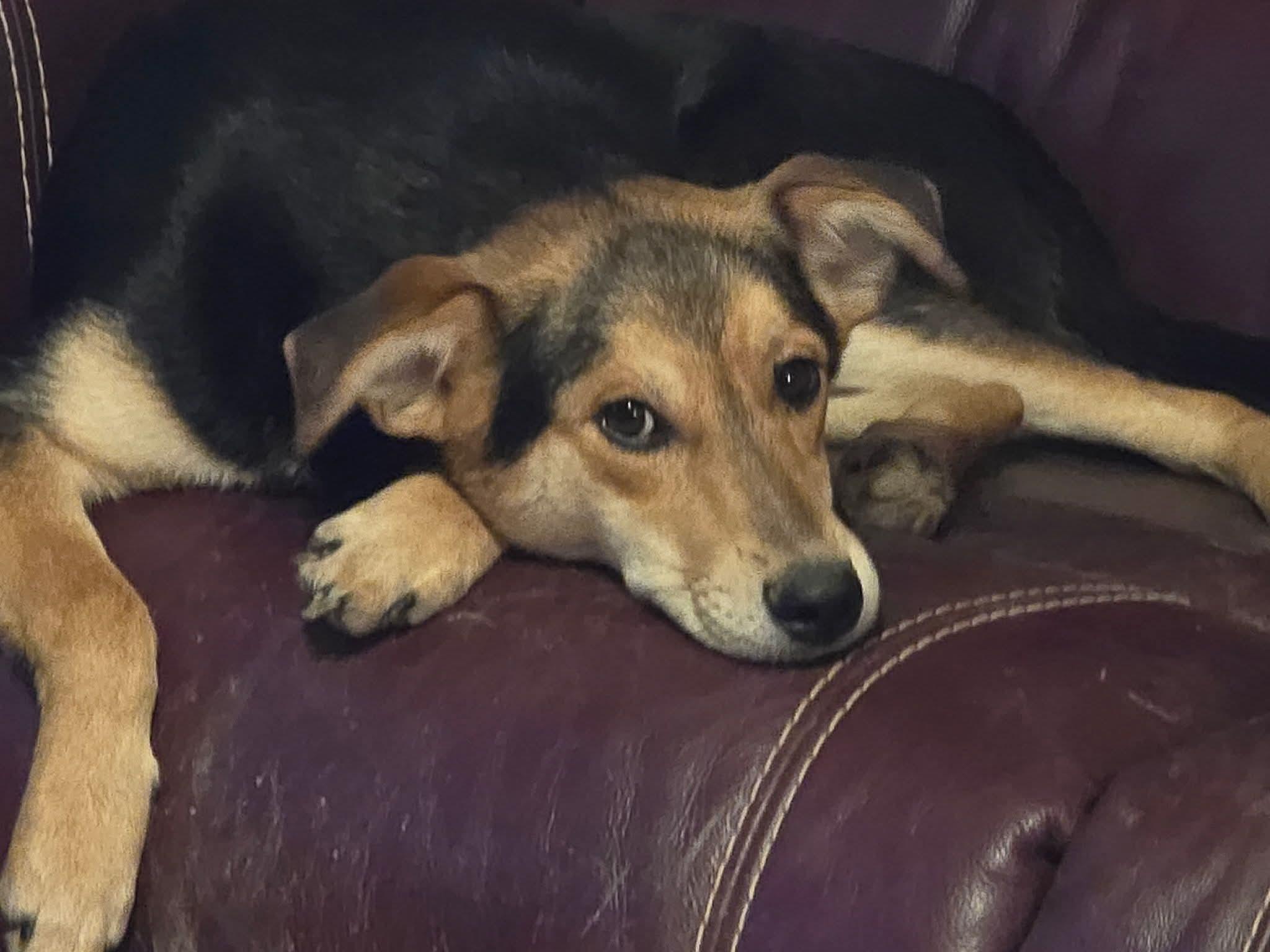 Lindy , Adoptable, Puppy Female Hound.