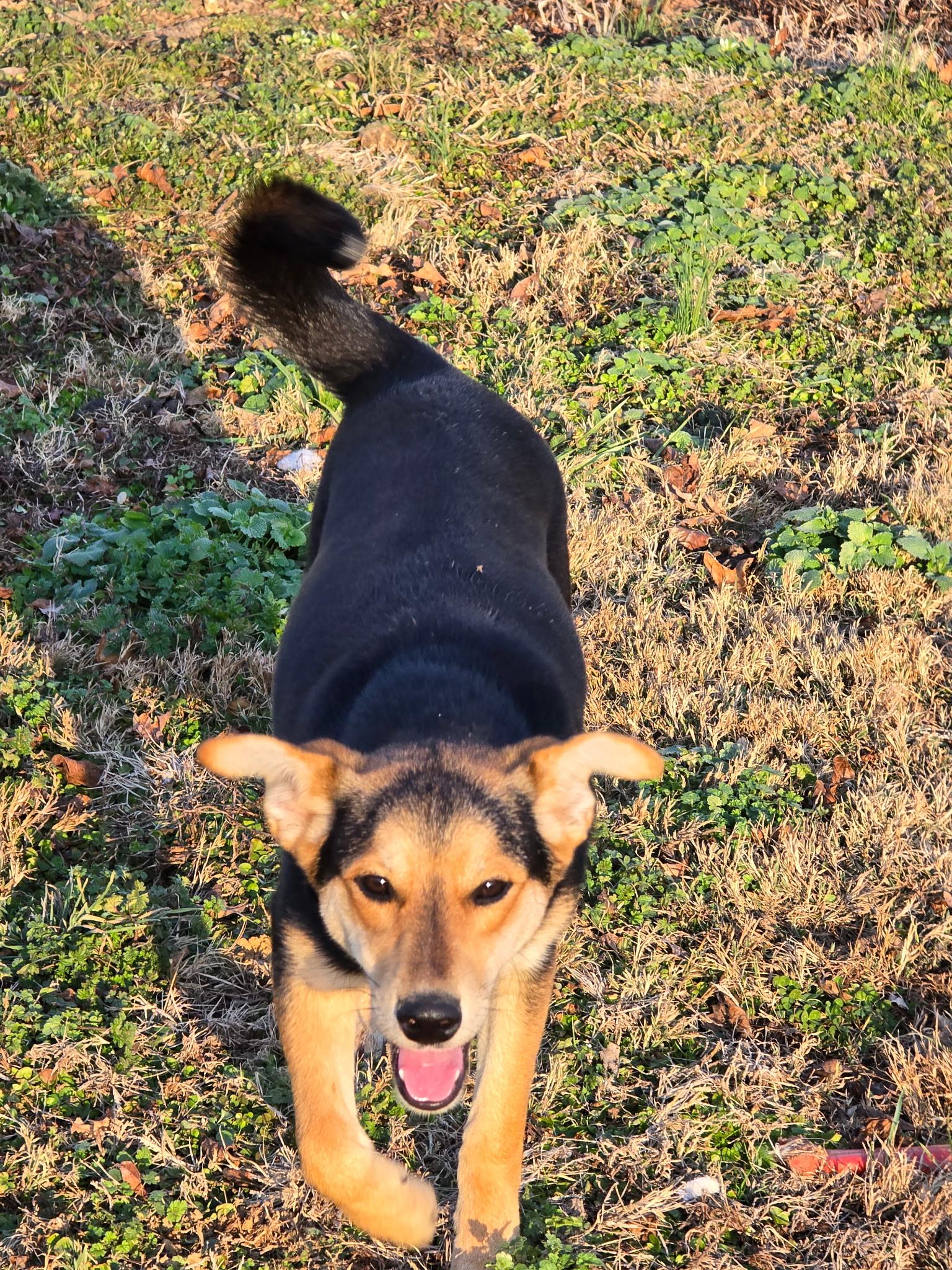 Enlarge Lindy , a other Hound in Shelbyville, TN image 5/5