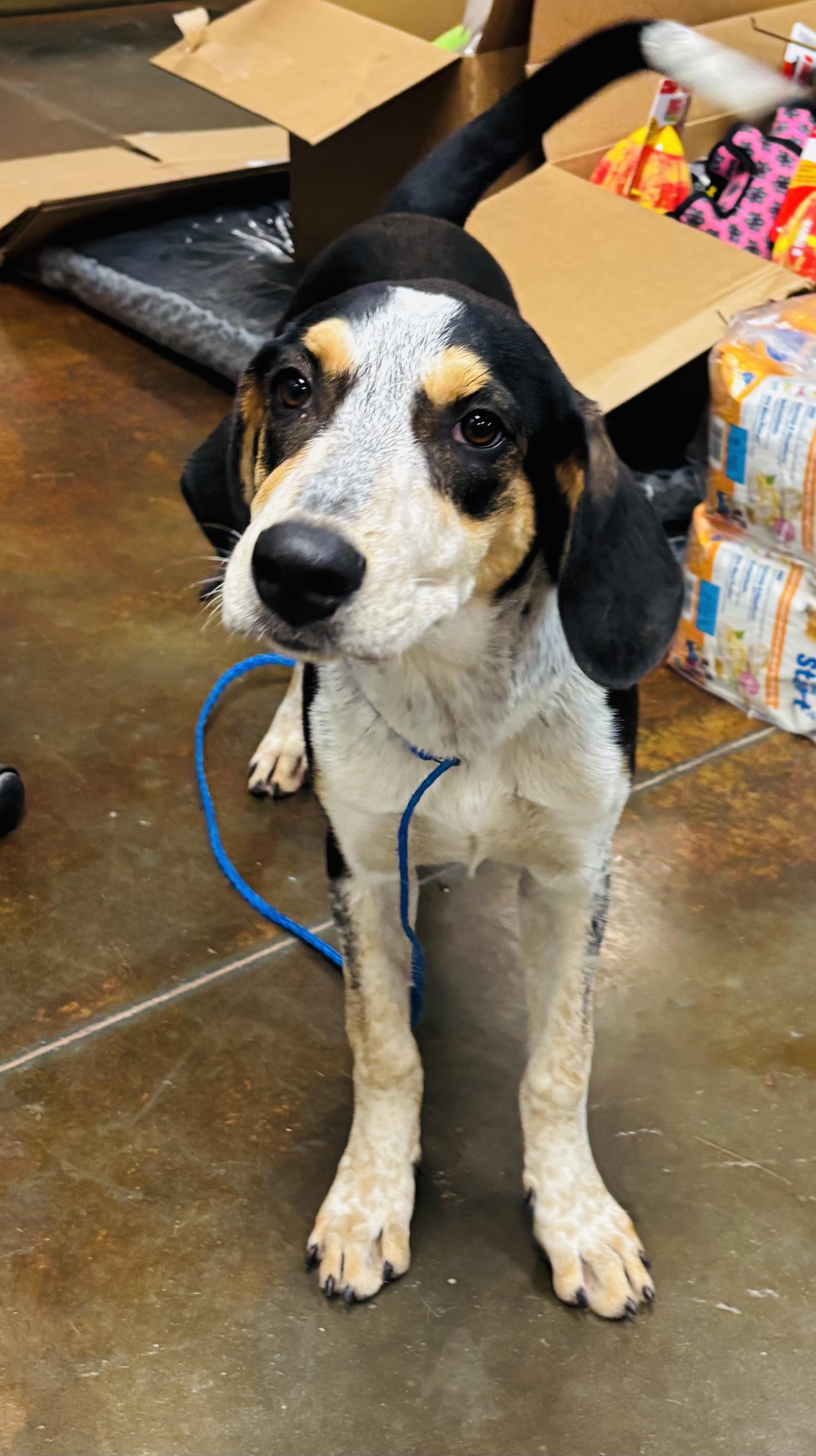 Enlarge Ellie Mae, a Adopted mixed breed in Council Bluffs, IA image 1/1