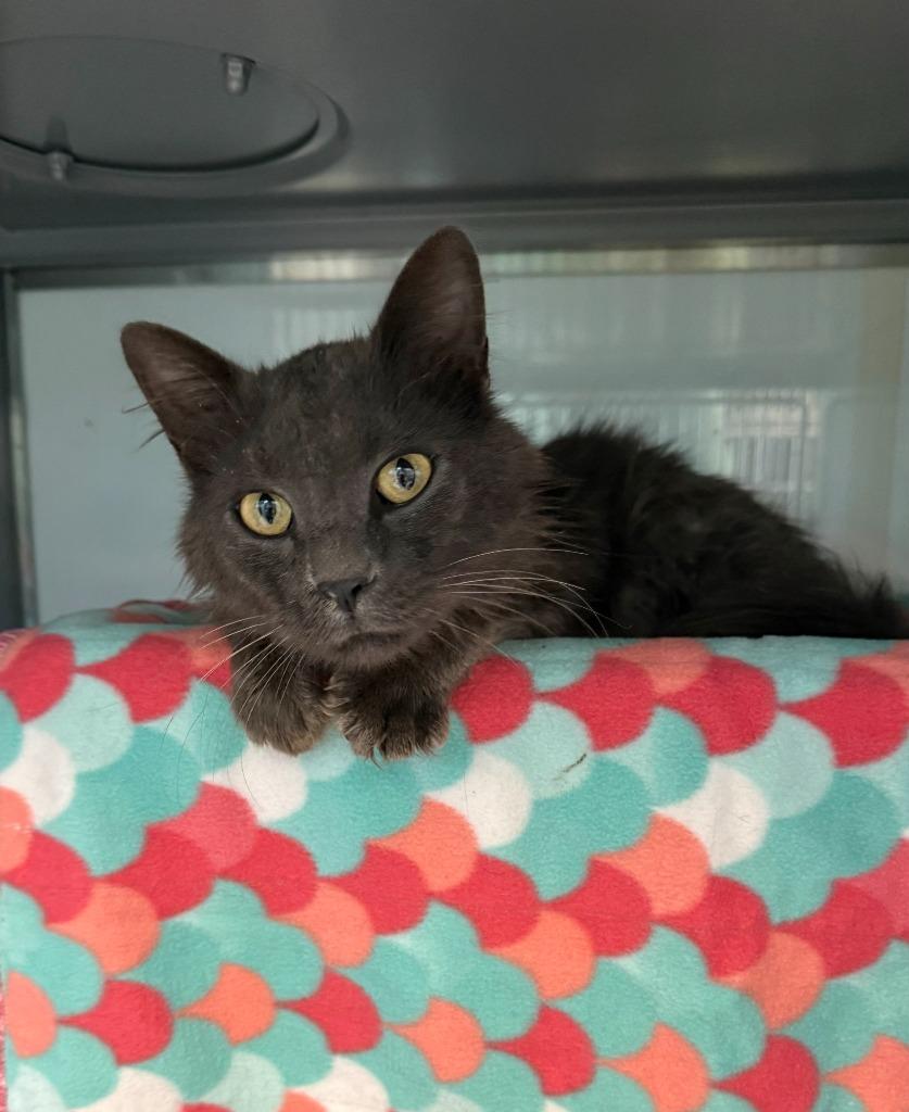 Enlarge Donkey, a Adoptable Domestic Medium Hair in Viroqua, WI image 1/2