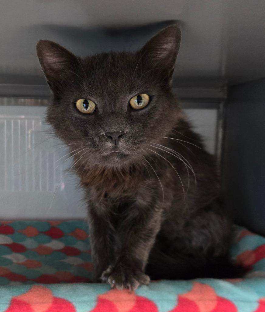 Enlarge Donkey, a Adoptable Domestic Medium Hair in Viroqua, WI image 2/2