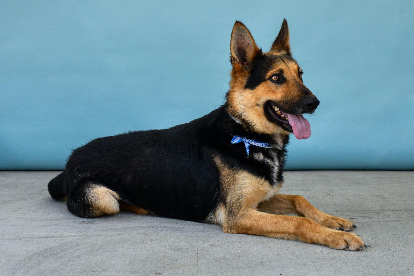 LINK, Adoptable, Adult Male German Shepherd Dog.