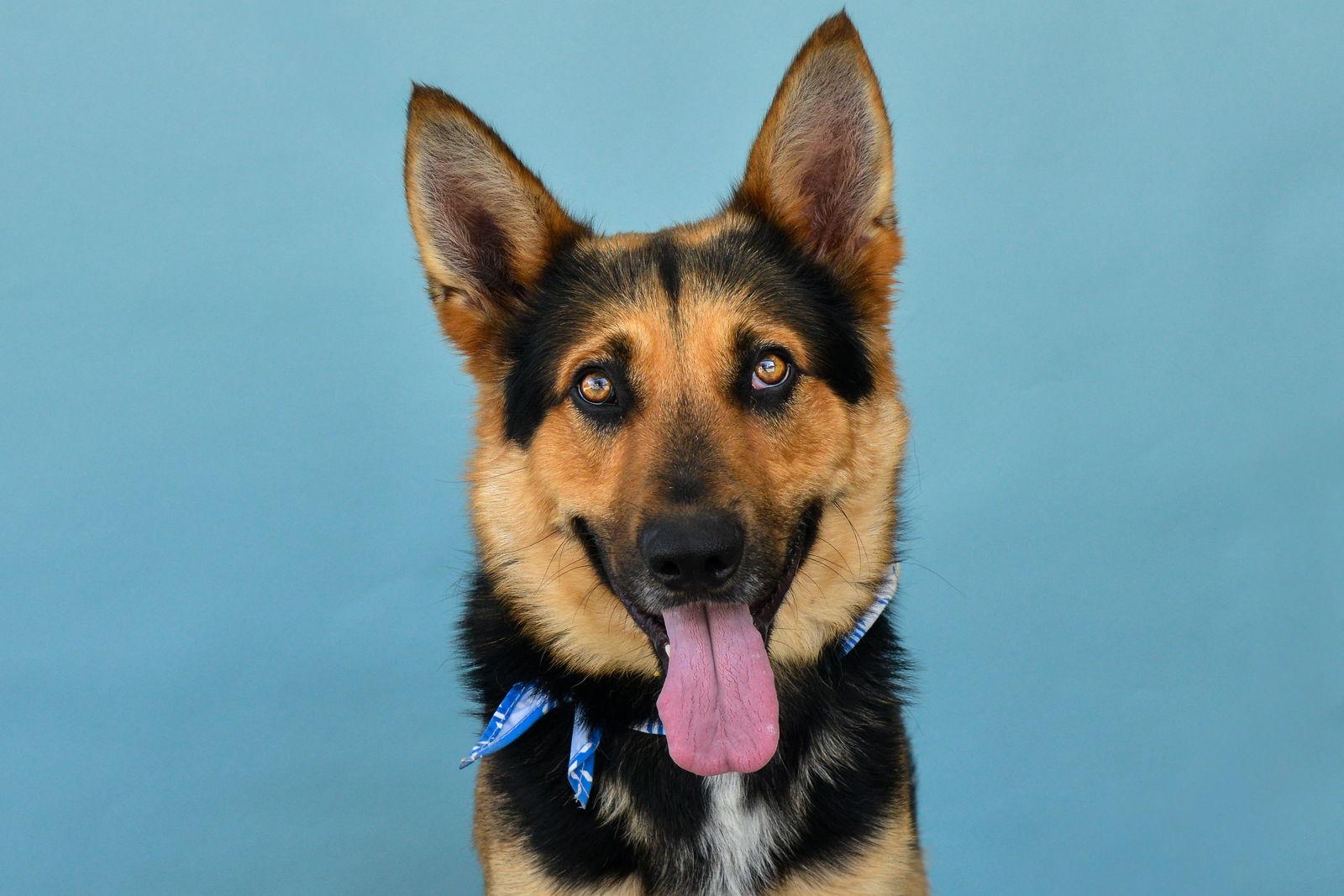 LINK, a Adoptable German Shepherd Dog in Pasadena, CA image 2/2