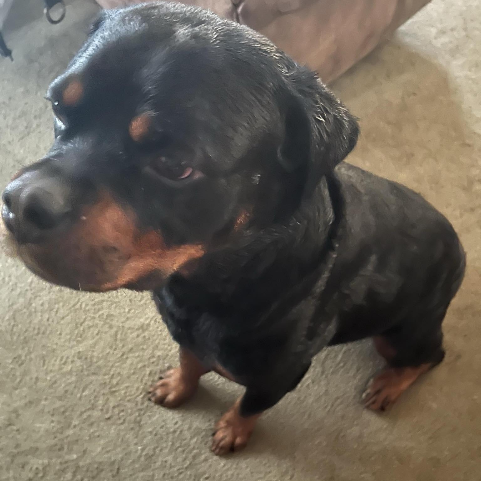 Luna, a Adoptable Rottweiler in LaGrange, IN image 6/6
