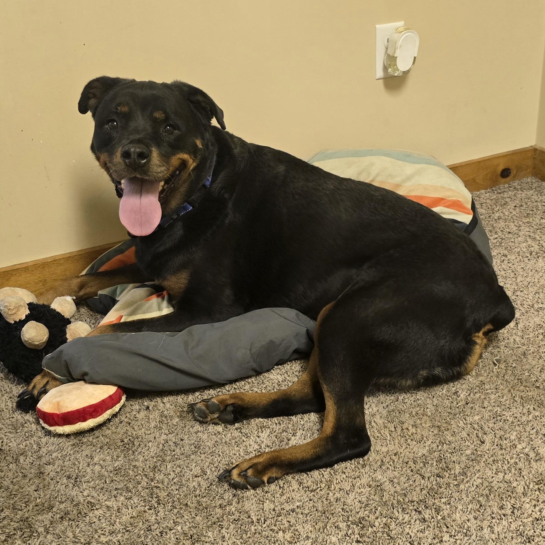 Luna, Adoptable, Adult Female Rottweiler.
