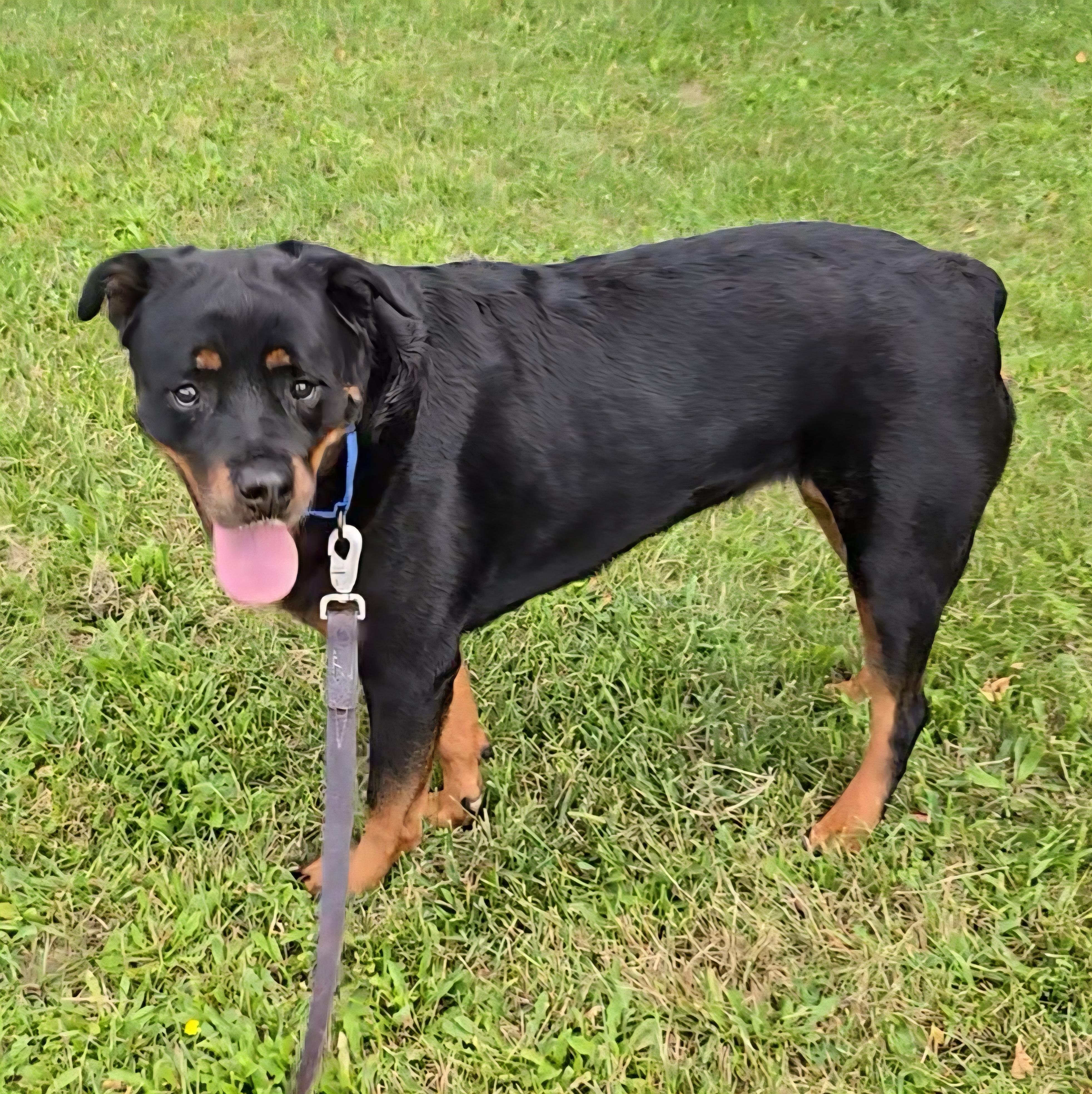 Luna, a Adoptable Rottweiler in LaGrange, IN image 1/6