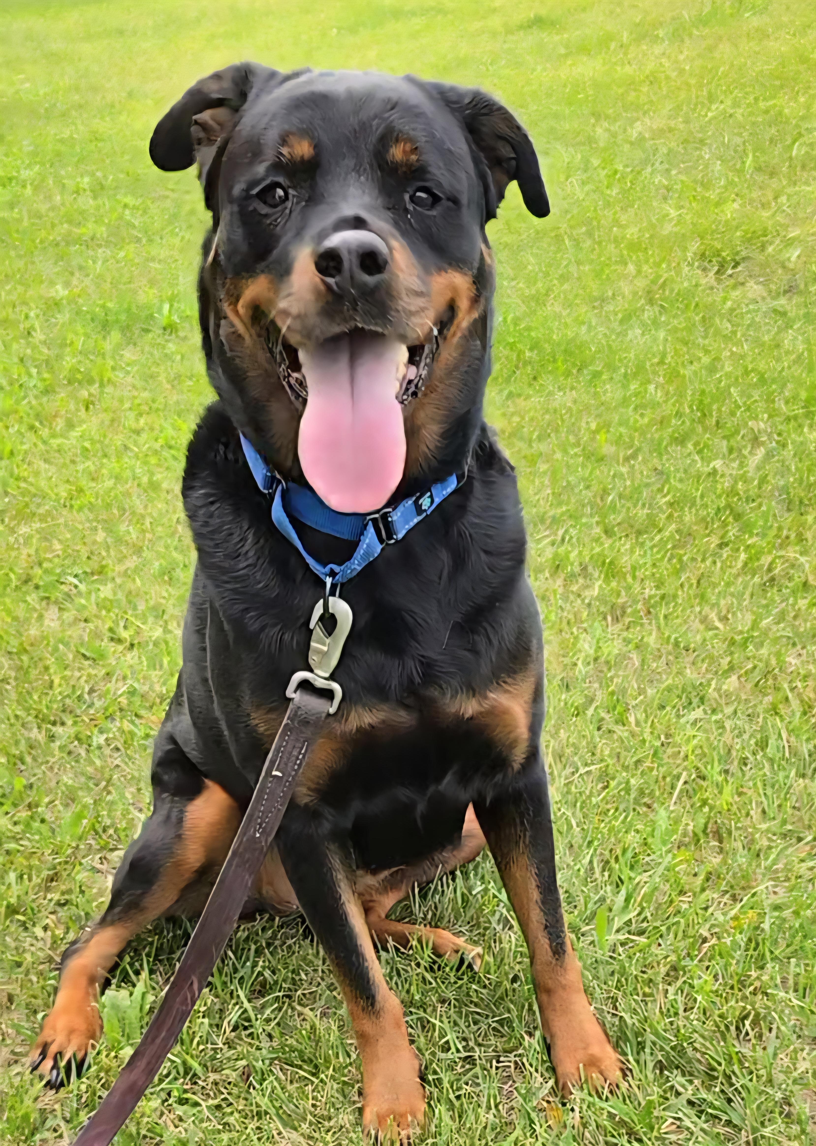 Luna, a Adoptable Rottweiler in LaGrange, IN image 4/6