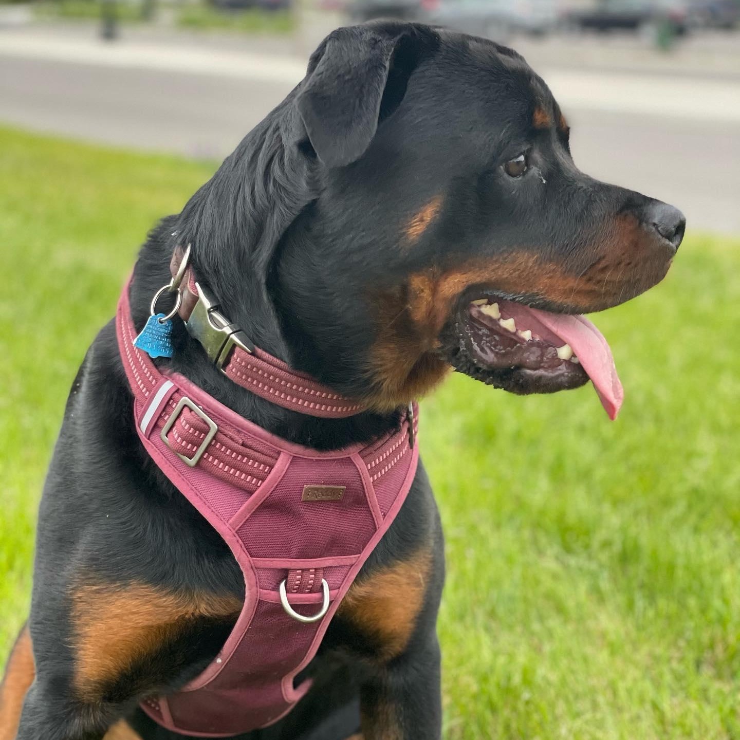 Luna, a Adoptable Rottweiler in LaGrange, IN image 2/6