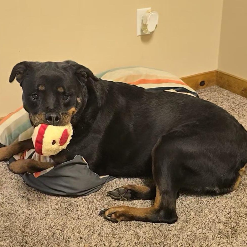 Luna, a Adoptable Rottweiler in LaGrange, IN image 5/6