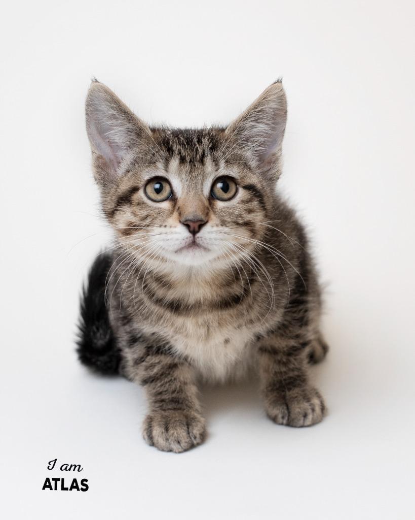 Atlas, Adoptable, Kitten Female Domestic Short Hair.