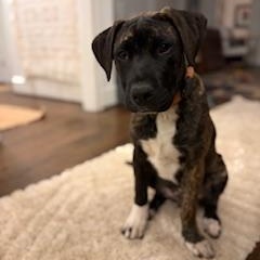 Enlarge Hudson , a ADOPTABLE mixed breed in Waxhaw, NC image 3/6