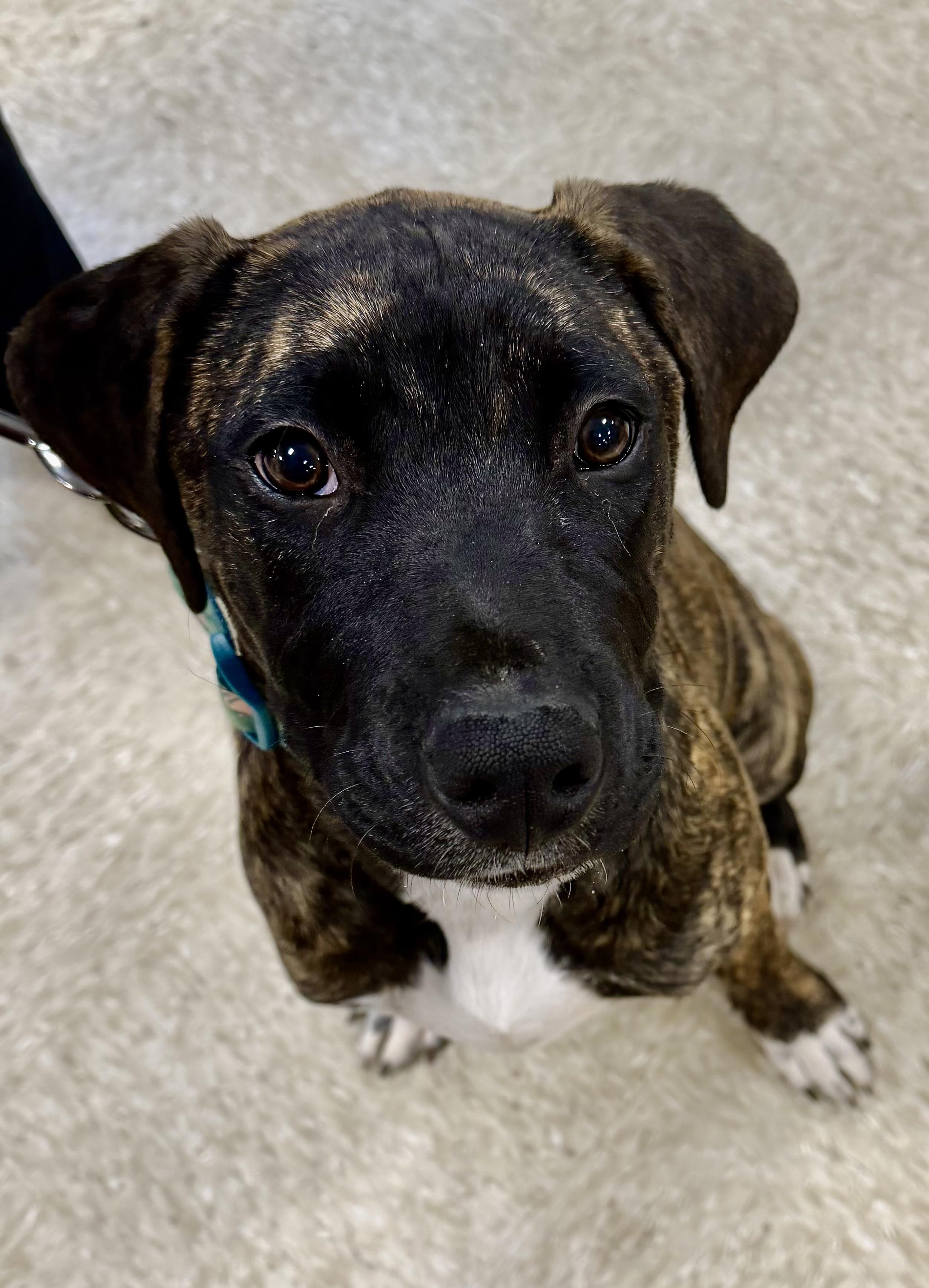 Enlarge Hudson , a ADOPTABLE mixed breed in Waxhaw, NC image 2/6