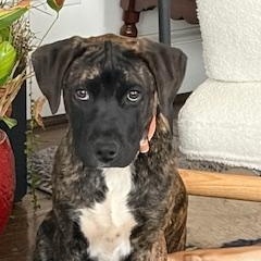 Enlarge Hudson , a ADOPTABLE mixed breed in Waxhaw, NC image 5/6